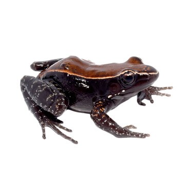 Mahogany Frog